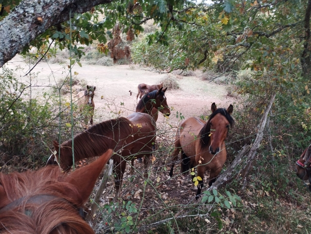 Opinión de Cristina sobre Ruta a caballo + clase previa en Ailanes, 2 horas Opinión de Cristina sobre Ruta a caballo + clase previa en Ailanes, 2 horas