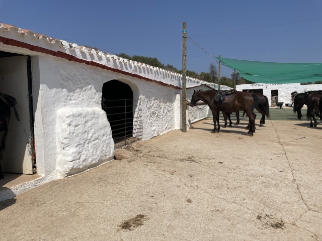 Avis de Coester concernant Initiation au parcours équestre à Cala Mitjana 1h 30min