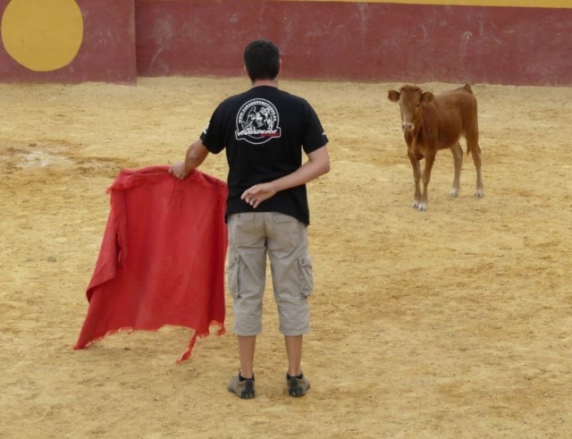  Waiting for the heifer 