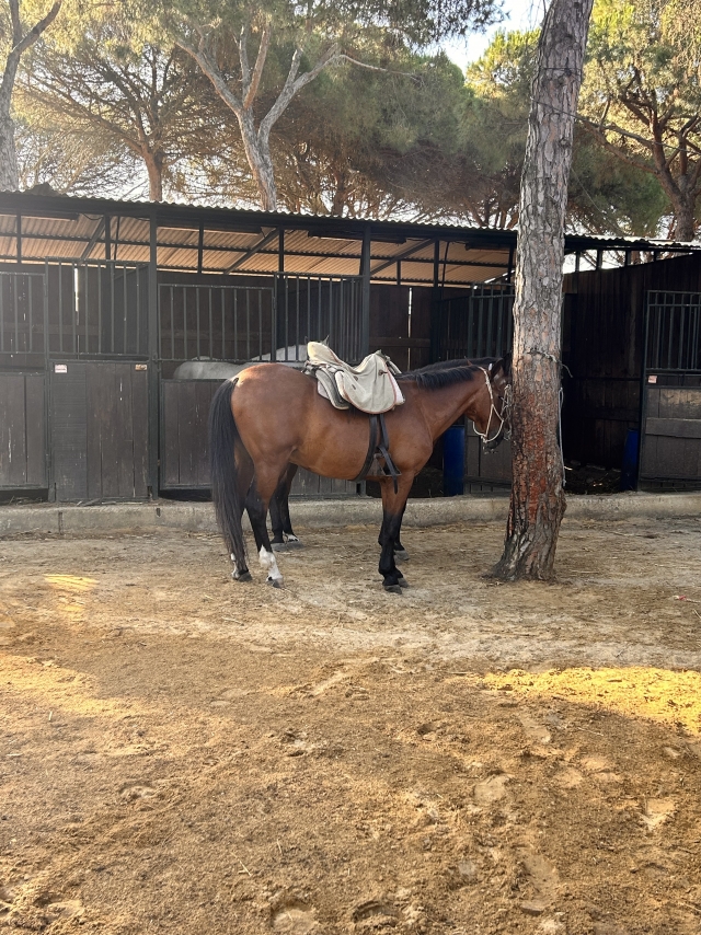 Opinión de Javier sobre Cabalgamarra por Playa Dunas y Parque Doñana, 2h