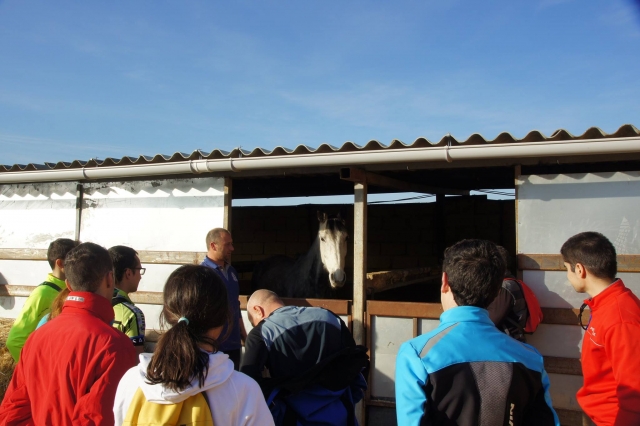 Visitando a los caballos