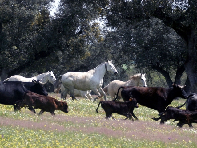 Caballos y reses en el campo corriendo.jpg