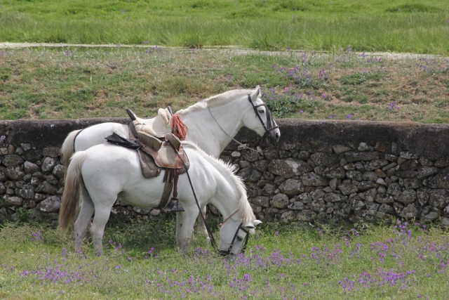 Caballos descansando