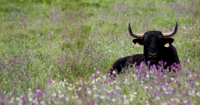 Visitas a la Ganadería. Toro sesteando