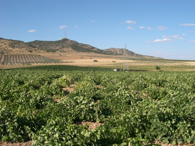 Viñedos 