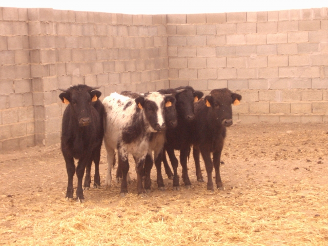 Listas para salir a la capea