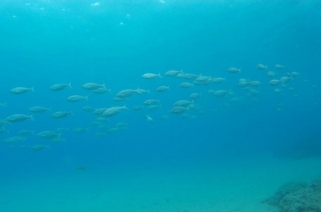  School of fish in front of us 