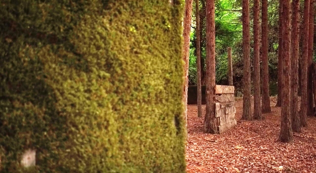  01-the-forest-002.jpg 