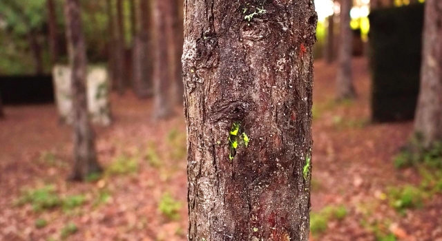  01-the-forest-004.jpg 