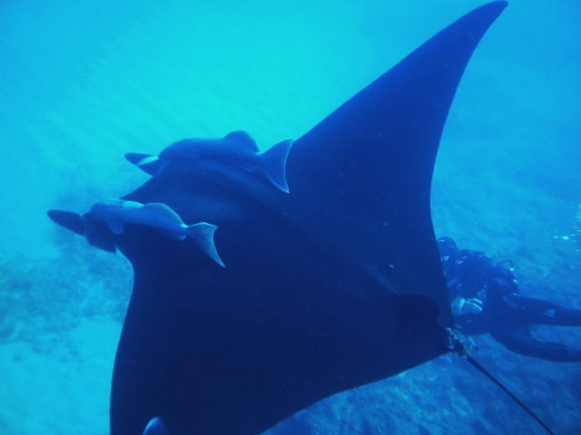 Manta