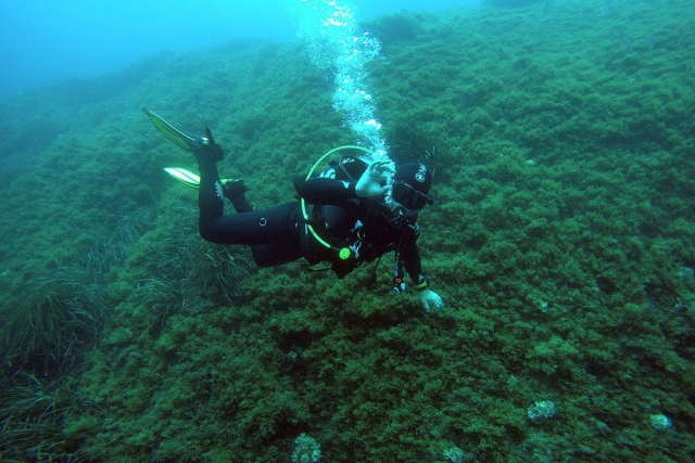 Practicas de Master Scuba Diver