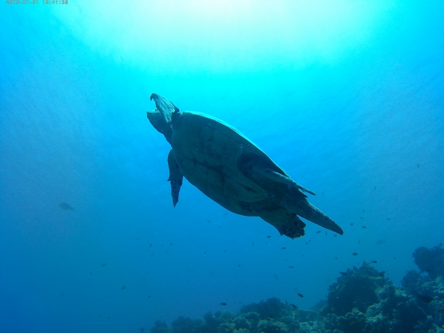  Turtle in the Red Sea 