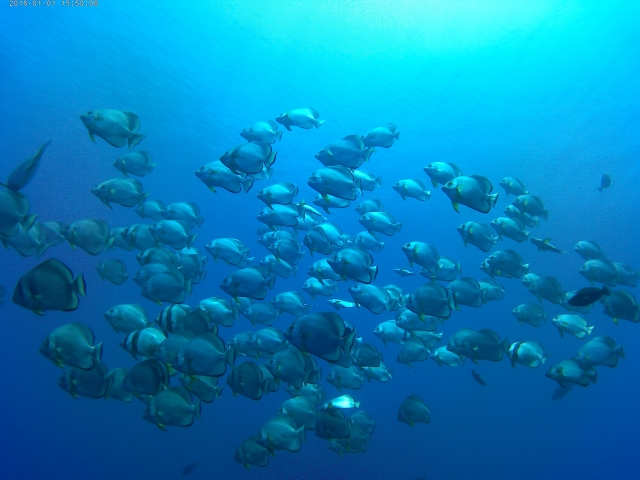  School of fish in the Red Sea 