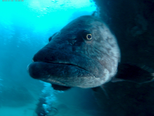  Grouper in the sea 