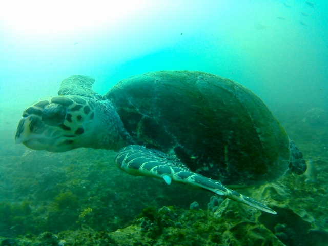  Sea turtle in its habitat 