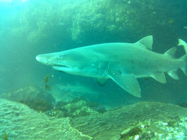  Shark seen during the dive 