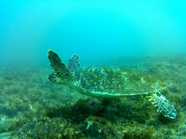  Turtles next to the ocean floor 