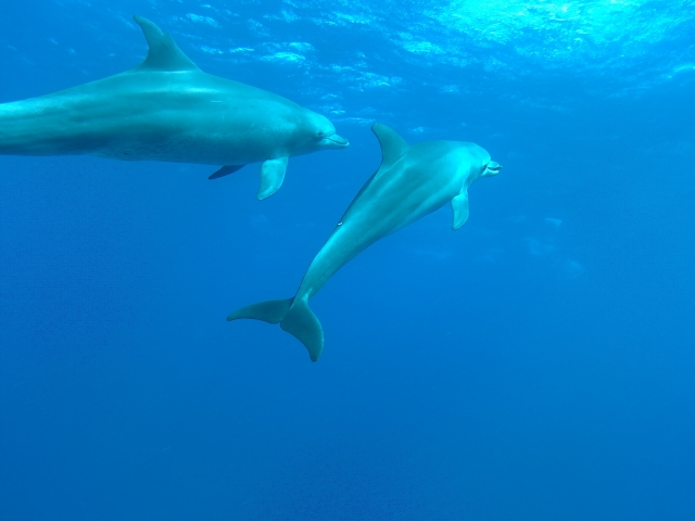  Diving with dolphins 