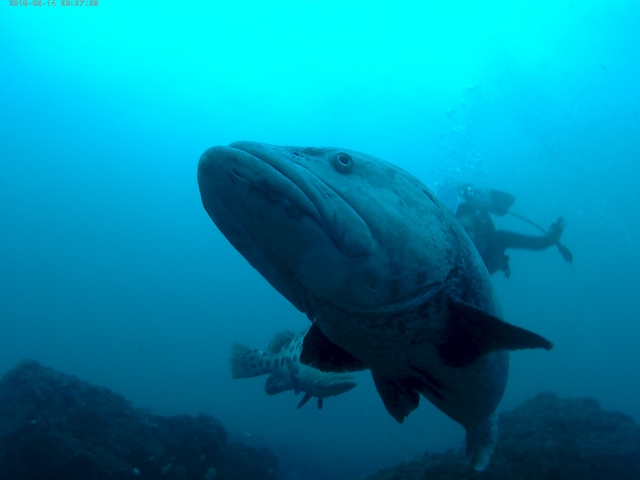  Bottom view of the grouper 