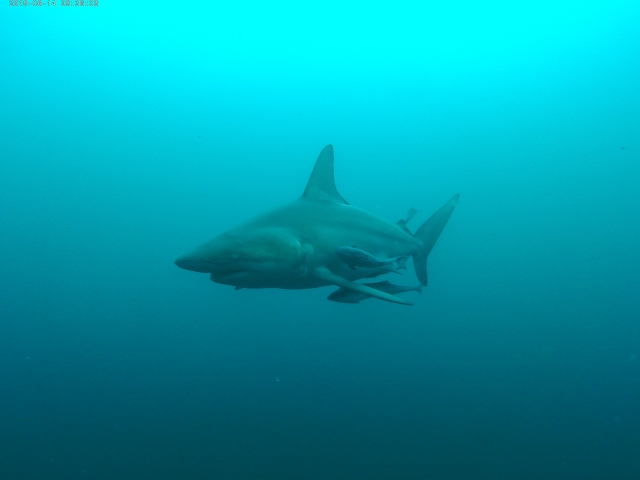  South African shark 