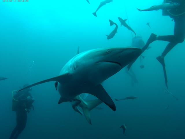  Diving among sharks 