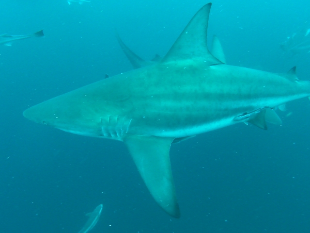 Group of sharks in the ocean 