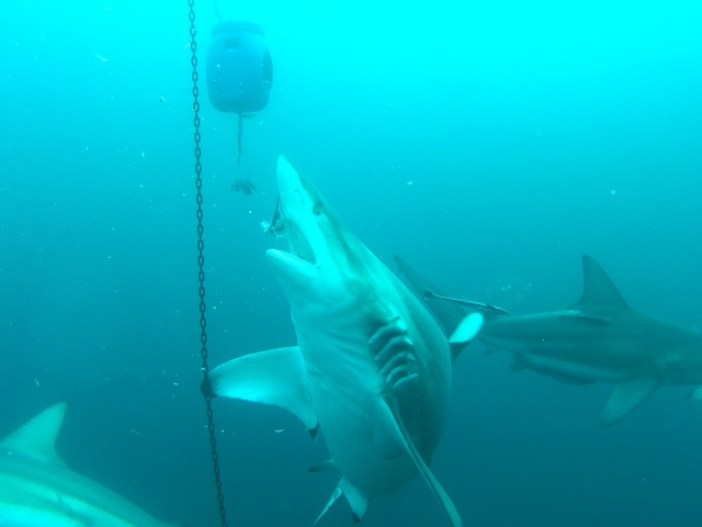  Shark near the boat 