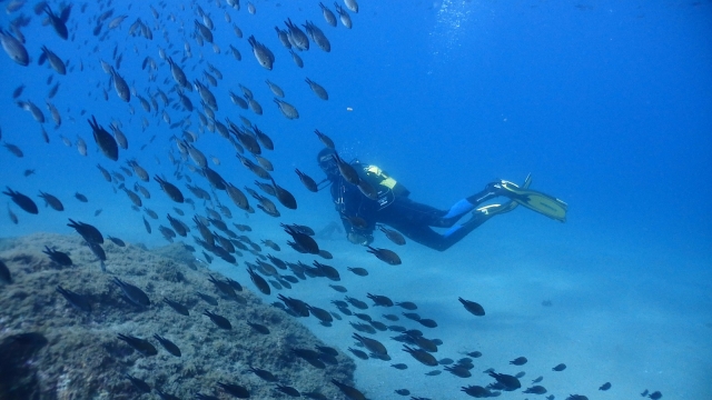  Open sea dives 