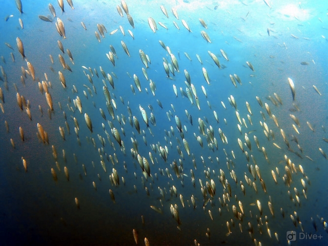  marine life The Horseshoe 