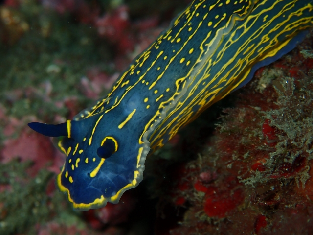  Colorful species on the seabed 