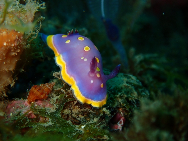  Friendly inhabitants at the bottom of the sea 