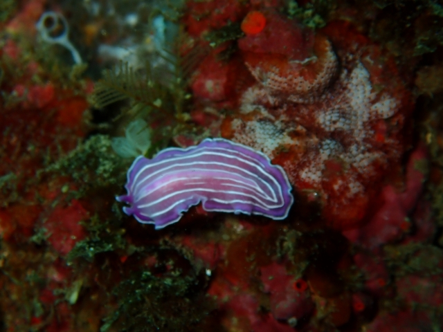  Discovering new species 