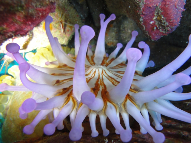 Marine wonders 