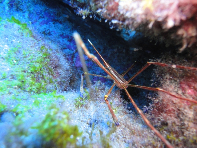  Beings of the sea 