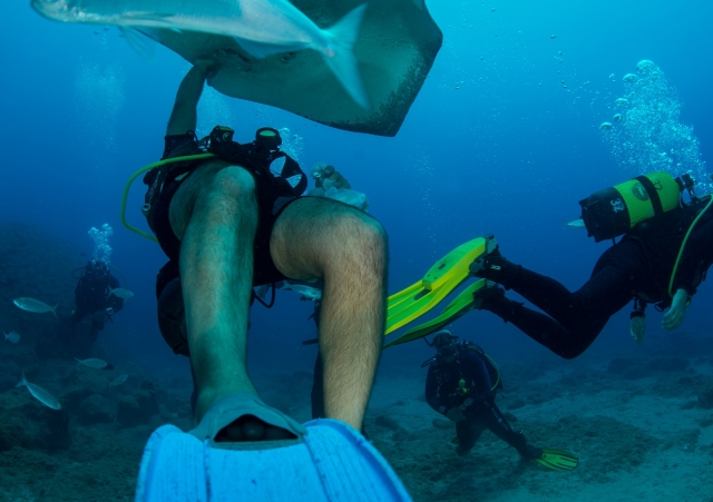  Between schools of fish and manta rays 