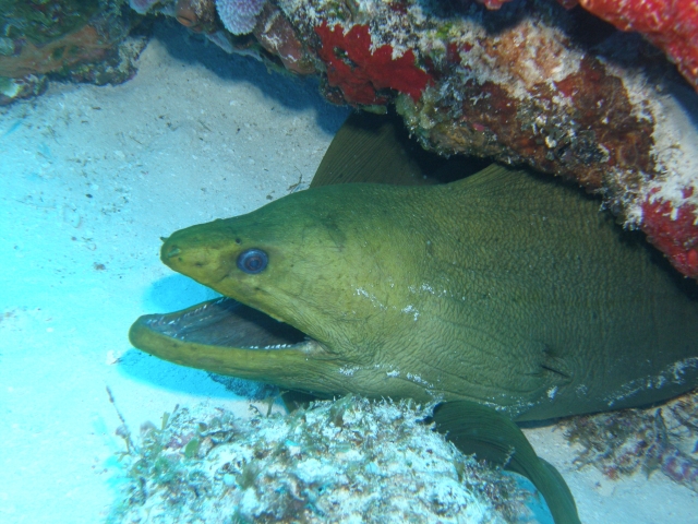  莫雷纳科苏梅尔