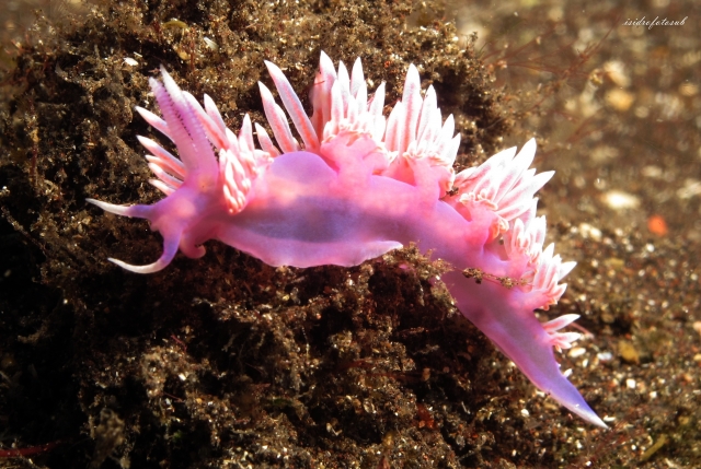  Flabellina 