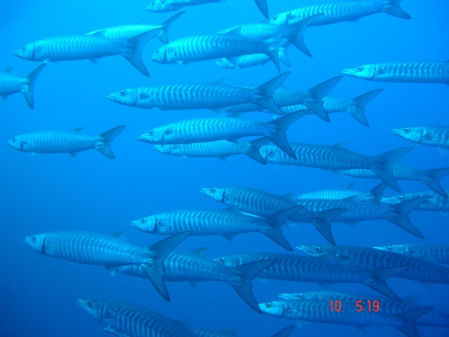 BARRACUDAS