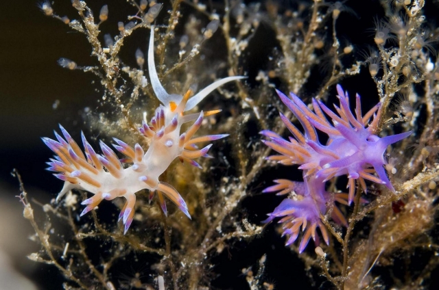  Marine flora and fauna 