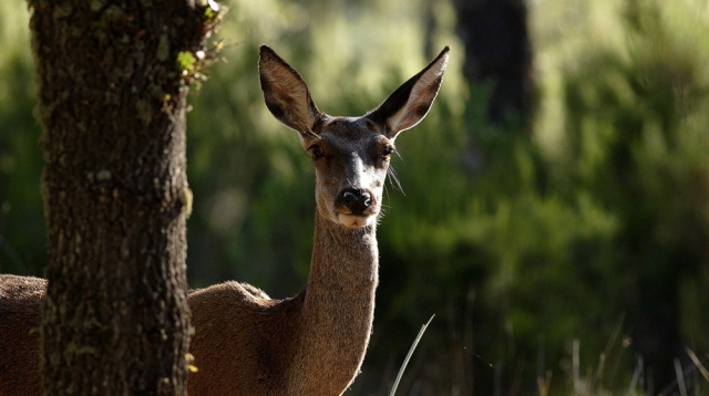  Cerf derrière l'arbre 