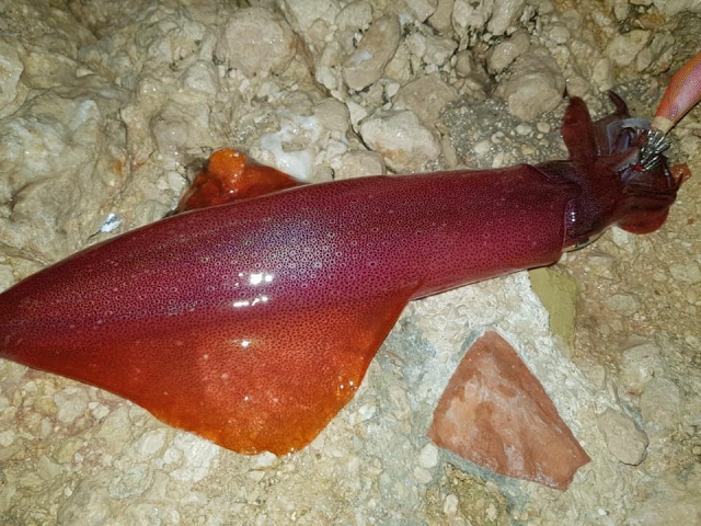 Pesca de cefalopodos