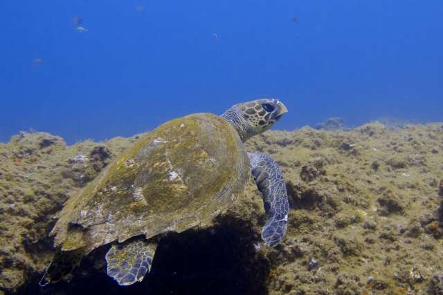 Tortuga en Sardina