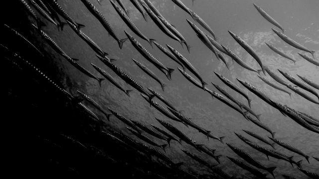 Bicudas en Sardina