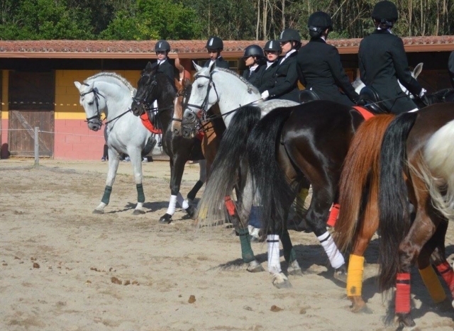  Professionelles Reiten 