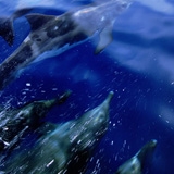 Avistamiento de delfines