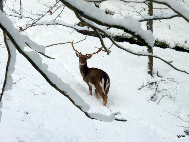 Gamo en paisaje nevado