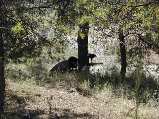 Paintball en el bosque
