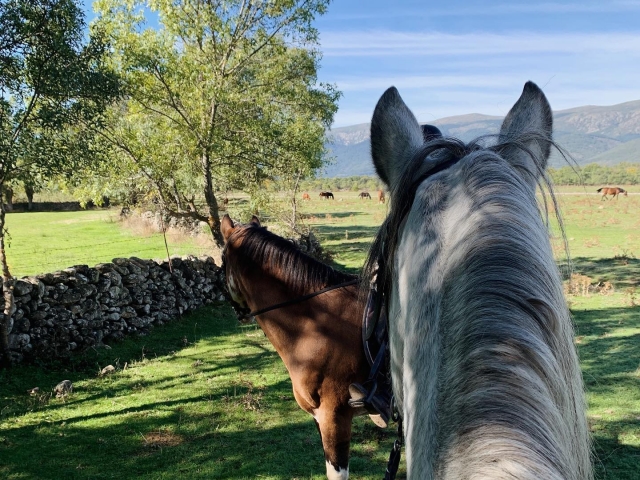 Nuestros caballos