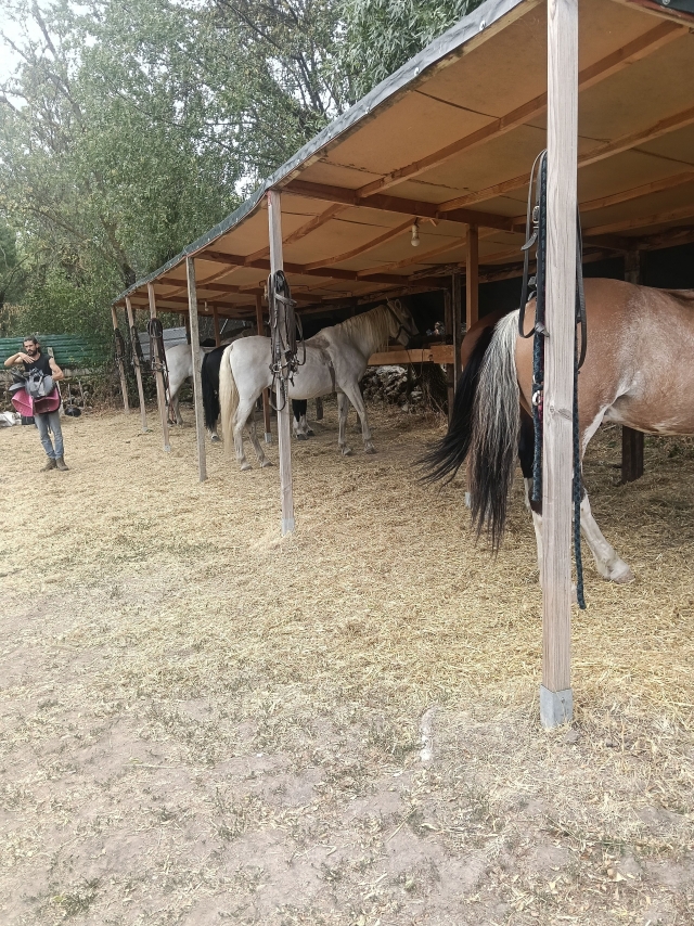 Opinione di Luis su Giro a cavallo attraverso la valle di Lozoya 1 ora