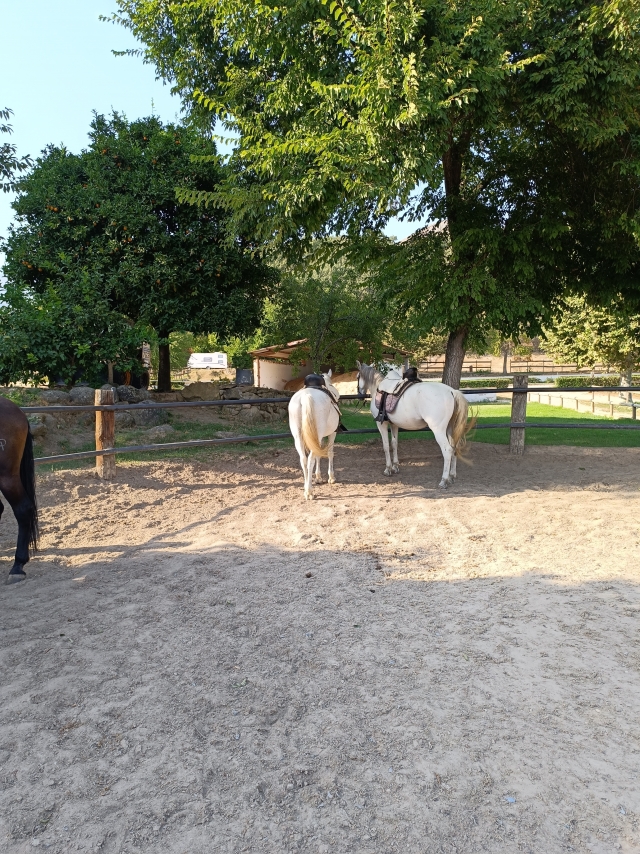 Opinión de Angel sobre Paseo a Caballo por Gredos y mini clase 1:30 horas